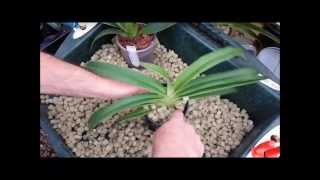 preview picture of video 'Re-potting a Phragmipedium orchid and showing root system'