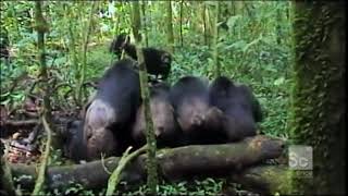 Gang of Chimps Torture and Kill a Lone Chimp