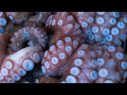 The Kraken Has A Song To Sing, And The First Verse Is The Sound Of You Drowning