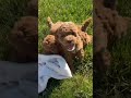 Miniature Poodle dogs for sale: Lil Jimmy 🐾❤️AKC Registered🐾Genetic Tested❤️Call 717-529-1907 - Video 1