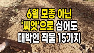 6월 모종 아닌 '씨앗'으로 심어도 대박인 작물 15가지