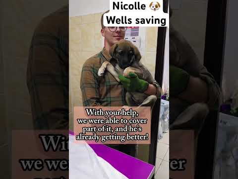 For any help consider donating link in bio  to save a stray life in Los Angeles #rescuedog