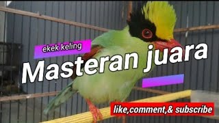 Download lagu BURUNG EKEK KELING MASTERAN BURUNG JUARA mp3 Download lagu BURUNG EKEK KELING MASTERAN BURUNG JUARA mp3
