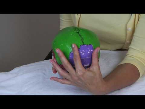 The Body Group - Baby Head Shaping