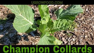 How to Harvest & Store Collards