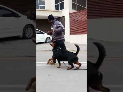 Master Zahid/ Rottweiler Training class /Dog trainer Available/ Please Subscribe