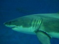 Monterey Bay Aquarium: Great White Shark in Action