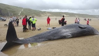 Stranded Sperm Whale on Perran Beach (Perranporth) in Cornwall UK