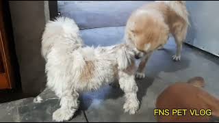 Small dog mating  FNS Pet Vlog