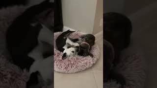 Suki – Love Wins Again Suki – Love Wins Again