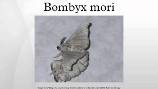 Bombyx mori