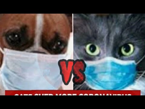 CATS shed more corona virus  than DOGS