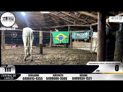 Leilão de gado em Goiatuba Goiás,  28/02/2026 - Mata Preta  Leilões - 14:00 Hs
