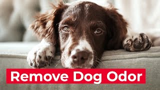 How to Remove Dog Odor From Your Home