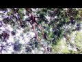 Particles in a tree at high tide - JaN PuLSFoRD