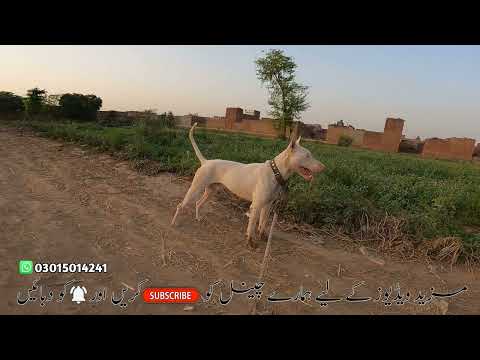 dosti hu gai sab dogs ki ajj tu / Bhakharwal puppy afghan kouchi or belay gultair ki