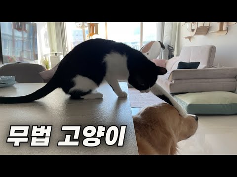 고양이가 강아지보다 서열이 높을때ㅋㅋ뭔가 많이 잘못됐네