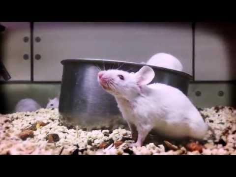 Pollio - Le vite degli altri