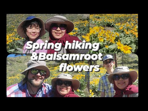 Spring hiking & Balsamroot flowers in Wenatchee Washington USA.