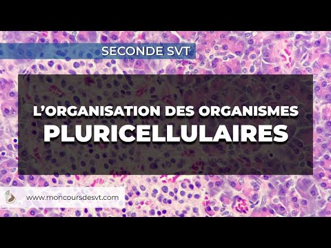 The organization of multicellular organisms - Second