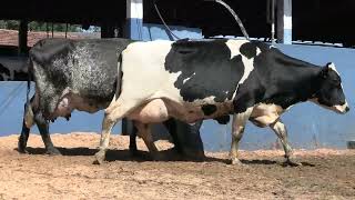 Vídeo 55 - 1ª ETAPA MEGA LIQUIDAÇÃO TOTAL AGROPECUÁRIA MARAJOARA - DIA 4 | GADO GIROLANDO E HOLANDÊS