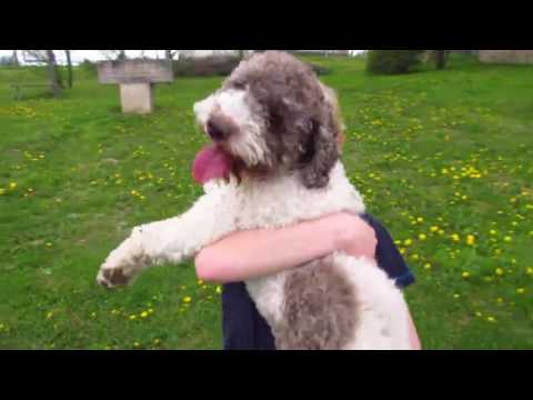 My darling lagotto Nikita