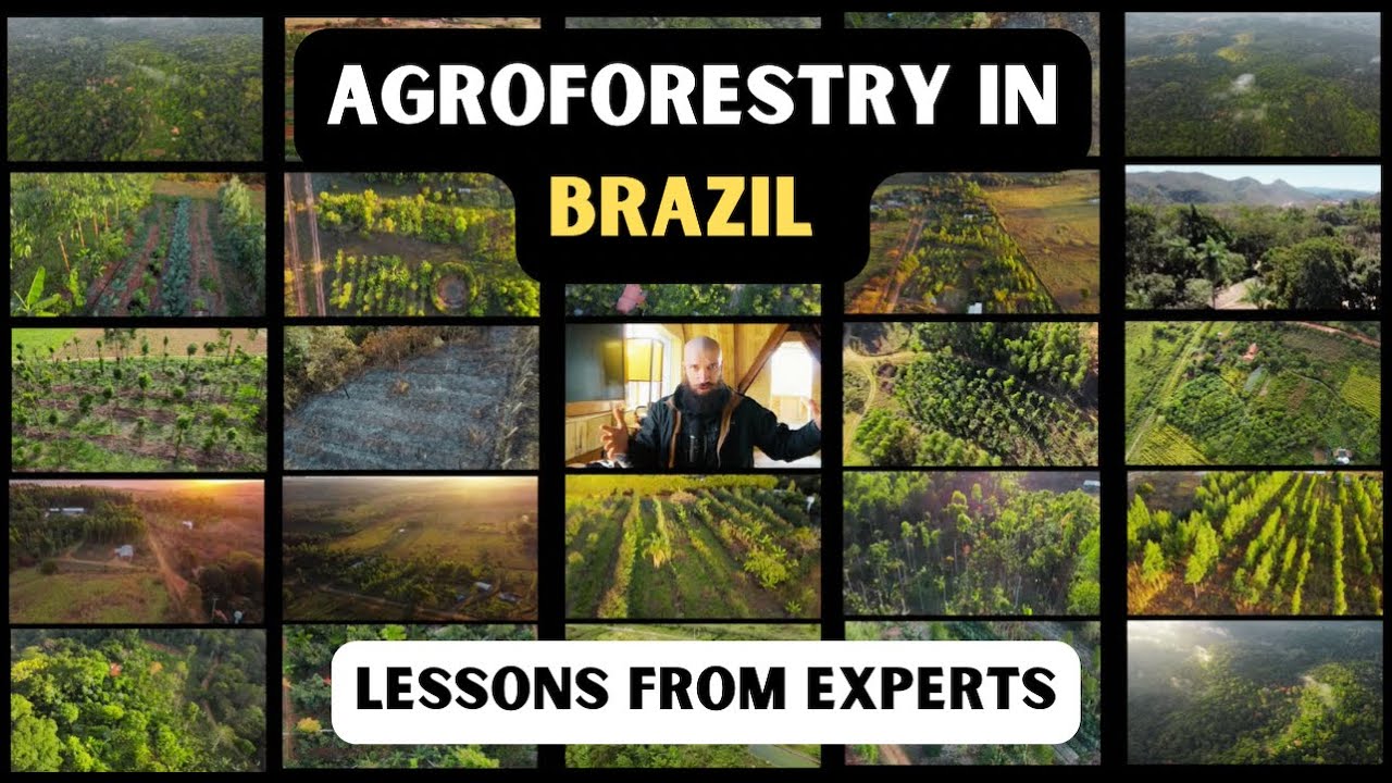 Brazil's Cutting-Edge Food Forests / Syntropic Agroforestry