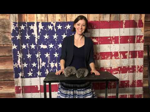 K131 K147 Sal and  Caleb  Violet and Standard v/c male chinchillas