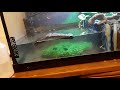 Nile Monitor Fishing
