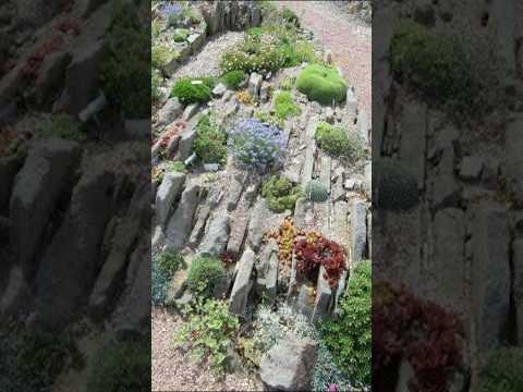 ヒース ガーデン: デザインと手入れのヒント 植物