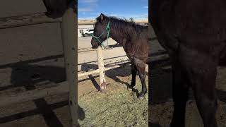 Bluebell is officially seven months old, she’s growing up so fast, she’s so cute and adorable!!!