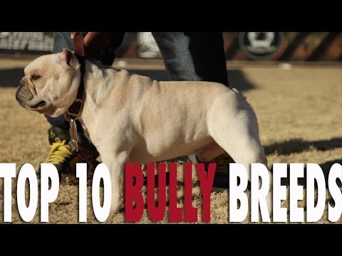 TOP 10 BULLY BREEDS