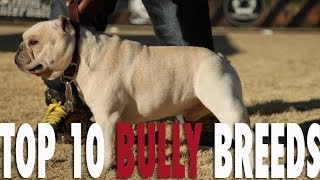 TOP 10 BULLY BREEDS