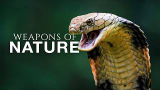 Land Animals So Dangerous That Even Hunters Fear Them