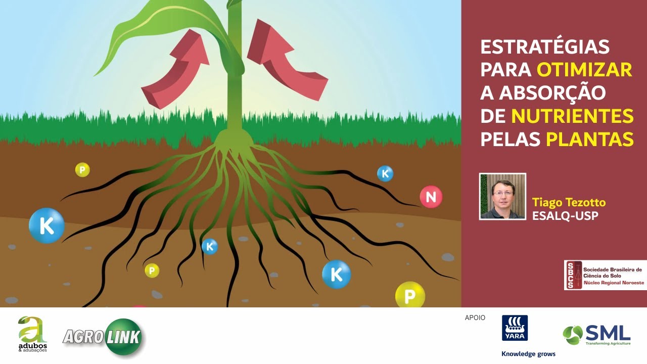 # 307 - ESTRATÉGIAS PARA OTIMIZAR A ABSORÇÃO DE NUTRIENTES PELAS PLANTAS