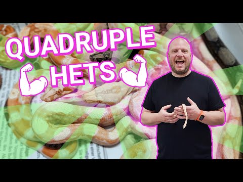 We´ve been waiting for years to breed this boa litter!