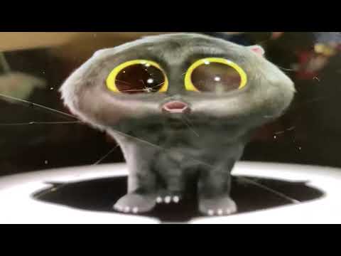 Kitten Kitten Scatman