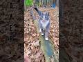 Adorable Tiny Meow Gray And White Tabby Cat Shorts