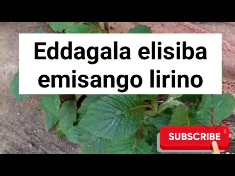 Funa muzikiza ne ssekoteka obikozese bwooti okusiba omusango @SSENGABIROOTONEDDAGALA