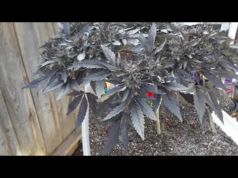 download lagu mp3 mp4 Cannabis Avatar, download lagu Cannabis Avatar gratis, unduh video klip Cannabis Avatar