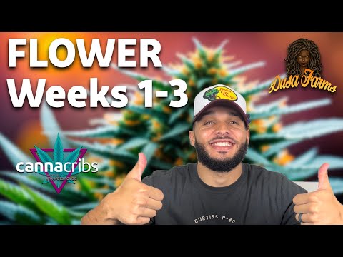 Happy Plants, Happy Life