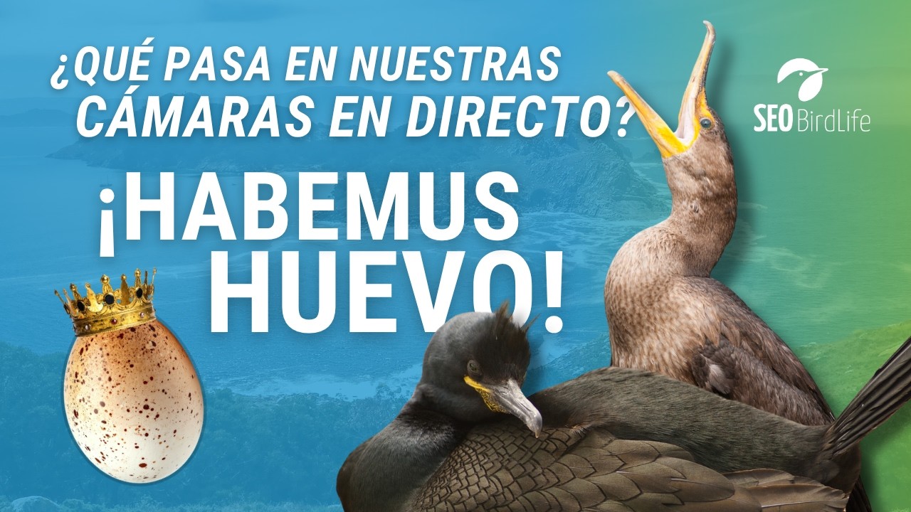 🥚 Primer huevo de cormorán moñudo!! P.N. Isalas Atlánticas de Galicia