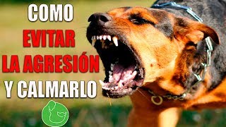 5 TRUCOS para CALMAR PERRO AGRESIVO