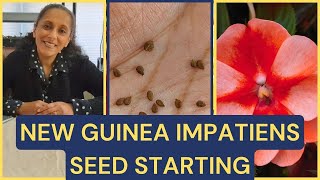 Sowing New Guinea Impatiens Seeds 🌱 Plant Profile