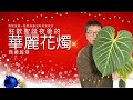 cc字幕 比臉大四倍 巨大化 華麗花燭 狂歡聖誕節後的務農篇章 花燭不是蠟燭 吃掉室內空間的怪物 假日農夫 ep23 anthurium magnificum 氣氛仔