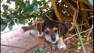 Funny cute german shepherd puppy got stuck in a tree