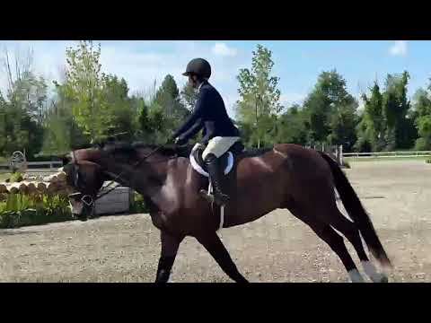 Dalmore video 4