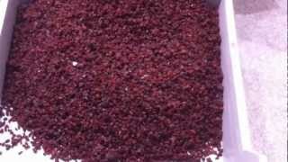 preview picture of video 'FAM11 Dried Fruit Breaker Raisin / Trockenfrucht Auflockerungsmaschine Rosinen'