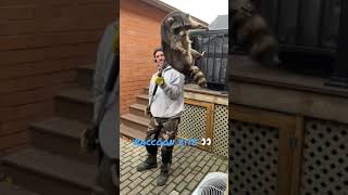 Raccoon attack! #swatwildlife #raccoonremovaltoronto We Serve &amp; Protect Your Home