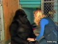 Koko the Gorilla Cries Over the Loss of a Kitten ...